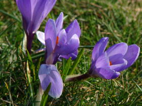 Crocus, dsc01936.jpg