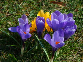 Crocus, dsc01946.jpg