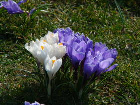 Crocus, dsc01958.jpg