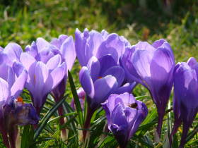 Crocus, dsc02007.jpg