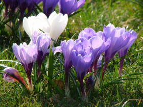 Crocus, dsc02014.jpg