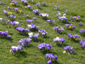 Crocus, dsc02046.jpg