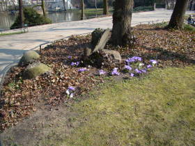 Crocus, dsc02073.jpg