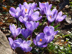 Crocus, dsc02080.jpg