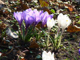 Crocus, dsc02083.jpg