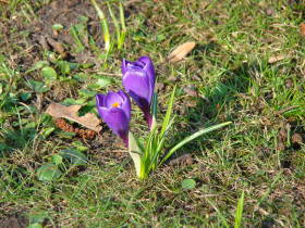 Crocus, dsc02092.jpg