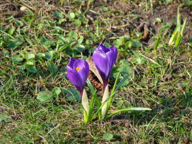 Crocus, dsc02094.jpg