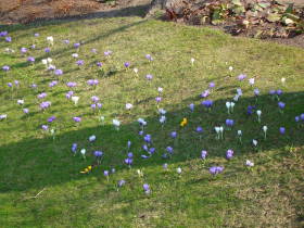 Crocus, dsc02100.jpg