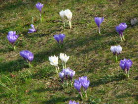 Crocus, dsc02102.jpg