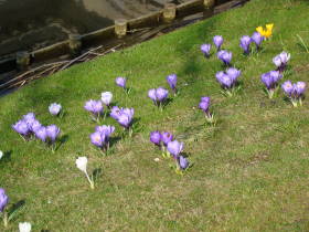 Crocus, dsc02108.jpg