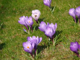 Crocus, dsc02109.jpg