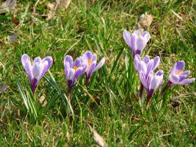 Crocus, dsc02362.jpg