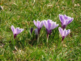 Crocus, dsc02366.jpg