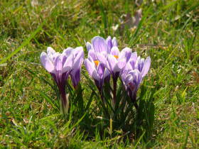 Crocus, dsc02380.jpg