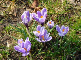 Crocus, dsc02391.jpg