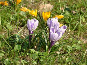 Crocus, dsc02538.jpg