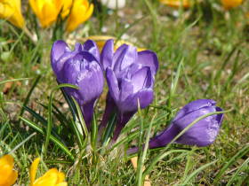 Crocus, dsc02540.jpg