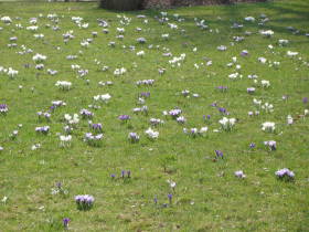 Crocus, dsc02686.jpg