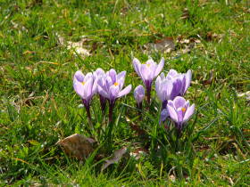 Crocus, dsc02687.jpg