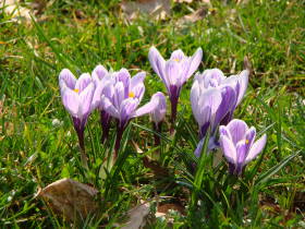 Crocus, dsc02694.jpg