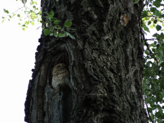 Tawny Owl, dsc02397.jpg