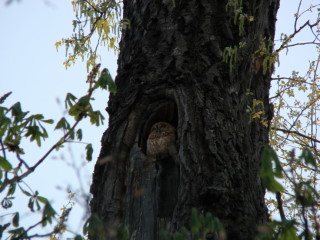 Tawny Owl, dsc03955.jpg